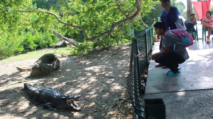 Ataques de cocodrilos: ¿aumentan los riesgos en zonas turísticas del sur de Tamaulipas?