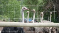 New analysis indicates higher lethality of avian flu at B.C. ostrich farm: CFIA vet