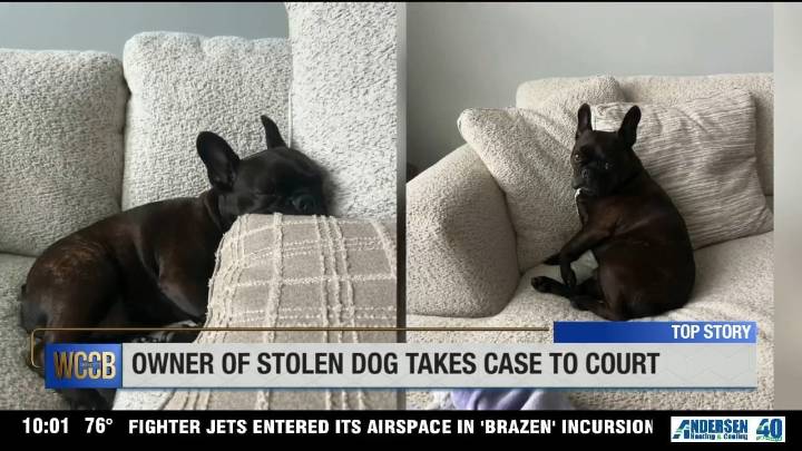 Owner of stolen French Bulldog takes parents of thieves to civil court