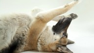 Anatomía canina: los codos caninos, los callos, higromas y mitos sobre su cuidado