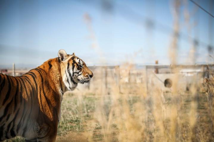 Handler once linked to Joe Exotic mauled to death by tiger