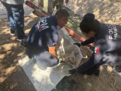 Rescatan a perro atrapado en canal