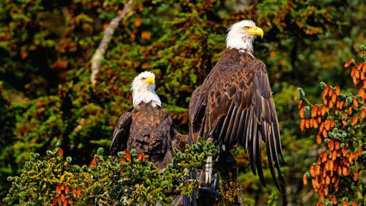 Jackie And Shadow Fans Are Gripped As One Of The Big Bear Eagles Is Spotted Exhibiting Surprising Behavior