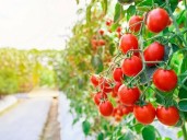 Beijing–Islamabad project may revolutionise tomato farming in Pakistan