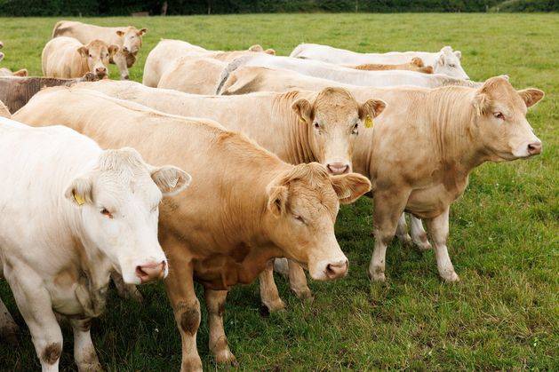 Farmers need price clarity as ‘astronomical’ money tied up in cattle