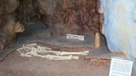Prehistoric Skull Found Fused to Cave Wall May Have Belonged to Mysterious Ancient Hominid