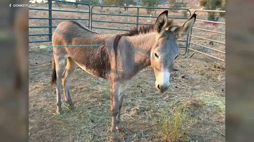 Riverside County law enforcement investigating attack on wild burro with bow and arrow