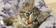 Kitten saved at Fox Valley Technical College; student adopts it on the spot