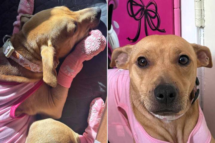 Woman Rescues Puppy Hit by Cars and Adopts Her After Fight for Life (Exclusive)