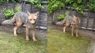 Zorro deambulando por las  calles sorprendió a vecinos