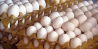 The Missouri Department of Agriculture warns poultry farmers of bird flu resurgence