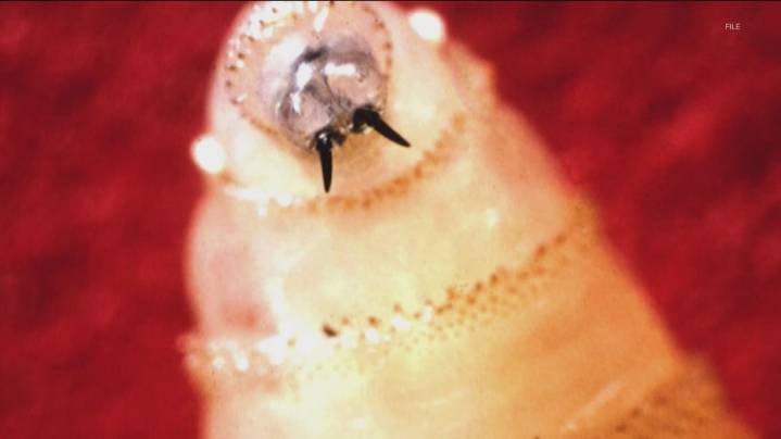 New World screwworm threatens Texas livestock near US border