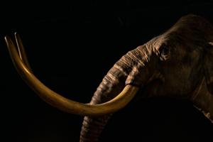 DNA from 1 million years ago found in woolly mammoth remains