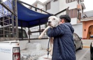 Surco: rescatan a perrita en estado de abandono y anuncian denuncia penal contra propietaria