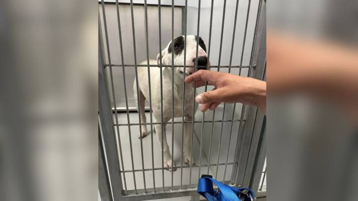 Colorado Family’s Long Search For Their Dog Ends At A Kansas Shelter With A Tearful Reunion