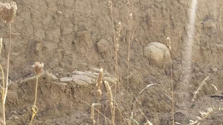 Halla dos esqueletos humanos mientras paseaba: "Quedé muy impresionada"