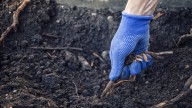 17 Of The Worst Invasive Plants To Avoid At All Costs