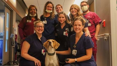 Dave the Helpful Hound lends a paw at the Hospital of the University of Pennsylvania