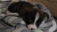 Missouri Puppy Watches His Whole Family Leave the Shelter While He’s Left Behind