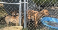 Nonprofit steps in to help overcrowded Kentucky animal shelter in crisis