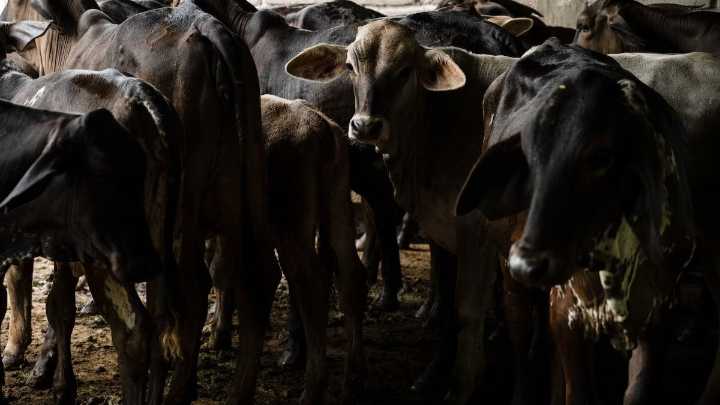 Reitera la AMEG que la única solución contra gusano barrenador son las moscas estériles