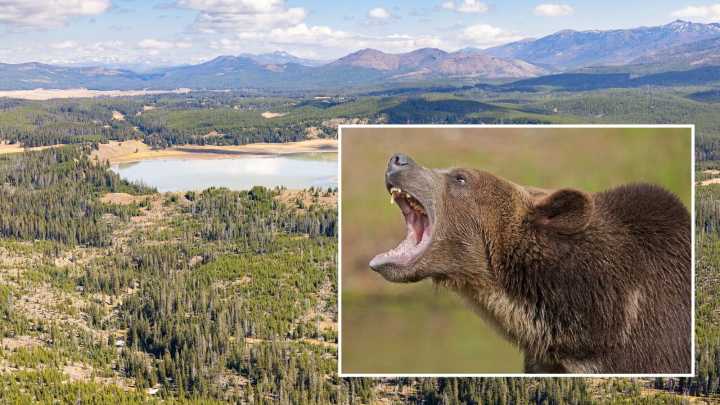 Hiker Seriously Hurt In Bear Attack Near Yellowstone Lake