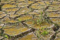 Sequía persiste en Coahuila y Durango: más de 20 municipios enfrentan déficit hídrico