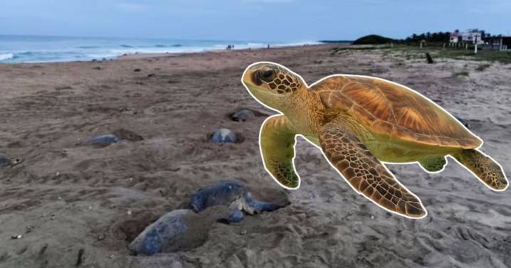 Más de 269,000 tortugas marinas desovan en Oaxaca: se espera el nacimiento de casi 27 millones de crías en La Escobilla