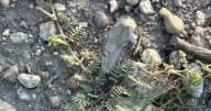Invasive plant species commonly found in eastern Montana now detected in Bitterroot