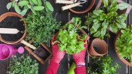 The Drought-Resistant Mint Variety You Have To Try In Your Dry Garden