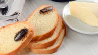 Cockroaches will come to your home if this dirty item in your kitchen isn’t cleaned regularly