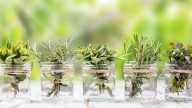 Conocé las plantas aromáticas que podés cultivar en agua y crecen sin problema