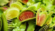 This Is How a Venus Flytrap Knows It’s Time to Snap Shut