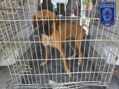 Rescata FGE 22 animales víctimas de maltrato en Ciudad Juárez