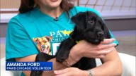Animal lovers to step off from Montrose Harbor in Uptown, Chicago for 25th PAWS Chicago 5K fundraiser next weekend