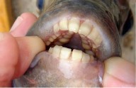 Encuentran un pez con dientes parecidos a los humanos
