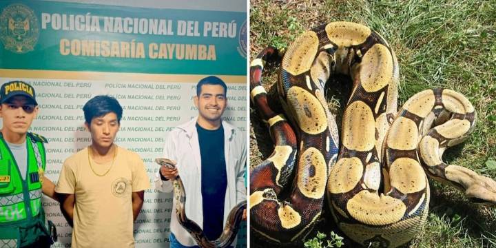 Detienen a joven que llevaba boa de 2 metros en mochila para lucrar con turistas en Tingo María
