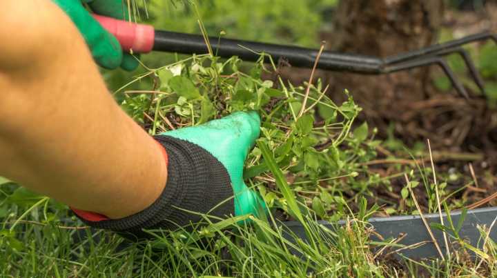 The Annoying Weed You Should Actually Keep Alive In Your Lawn