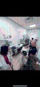 VB animal rescue takes in 21 cats after NC shelter gets shuts down