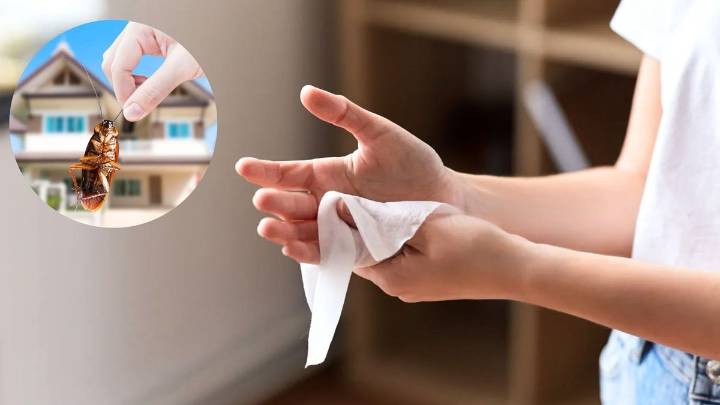 Cómo ahuyentar a las plagas de casa usando toallitas desinfectantes: un truco casero efectivo