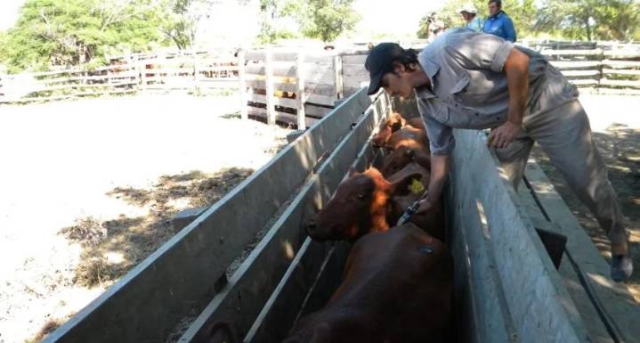 Comenzará la segunda campaña de vacunación contra la fiebre aftosa 2025