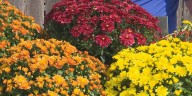 Fall planting is just getting started in Mid