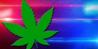 Lassen County Marijuana bust results in seizure of more than 13,000 plants