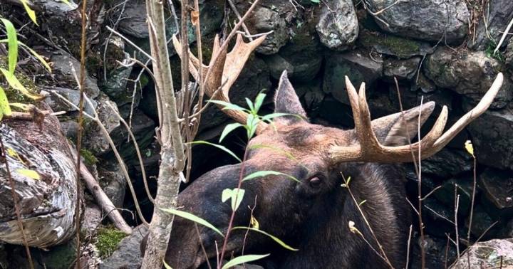 Maine wardens rescue moose trapped for hours in abandoned well
