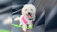 Florida Family Learns Their Dog Is Alive Four Years After Believing She Was Gone