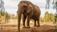 La prestigiosa revista National Geographic contó la vida de la elefanta Kenya en Brasil