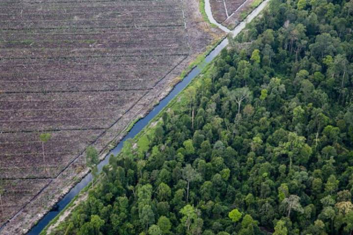 Critics say FSC update risks weakening accountability for forest harm
