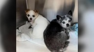 California Dogs Who Lost Their Home After 16 Years With A Family Can't Stop Shaking In Kennel