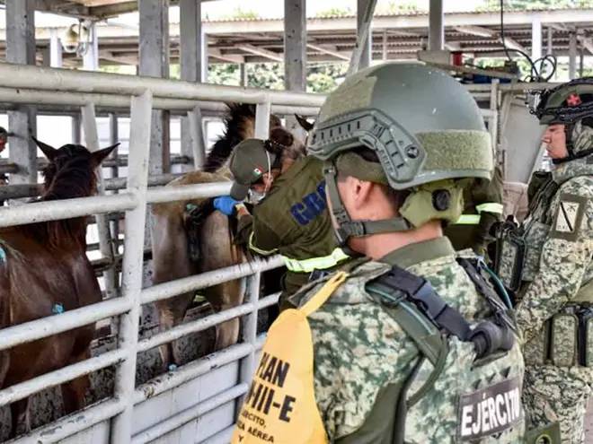 Cinco mil 86 casos de Gusano Barrenador del Ganado confirmados en 7estados del sureste de México
