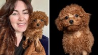 Vet shares wholesome update on Perth cavoodle puppy born with no butthole, Tooshie